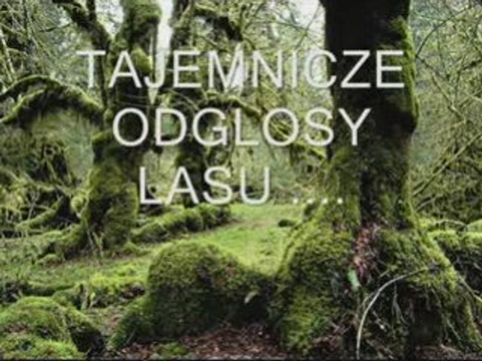 Tajemnicze odglosy lasu .......