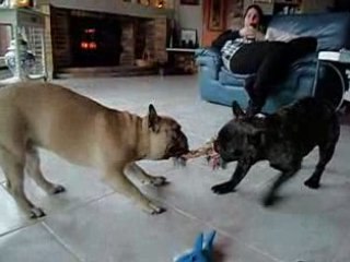 les didis se dechainent