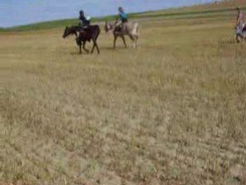 tigrou pépette saltz Big Ben, galop