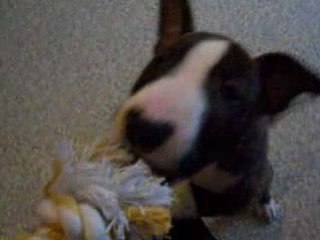Shana bull terrier 2 mois
