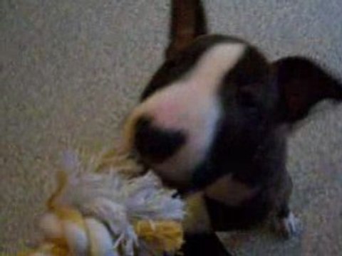 Shana bull terrier 2 mois