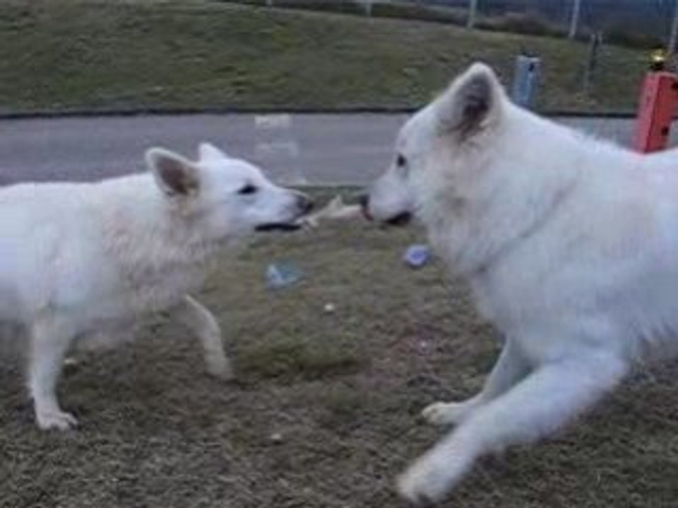 Coyote et bouda