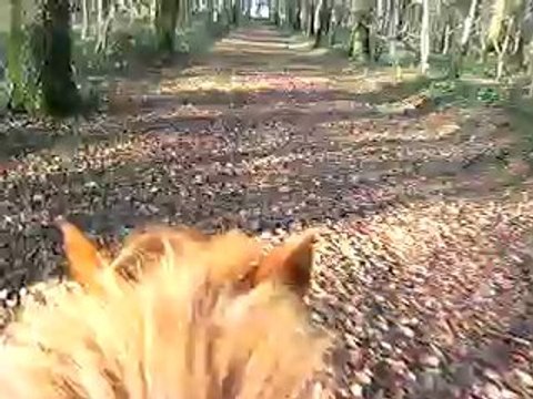 Petit galop dans les sous bois