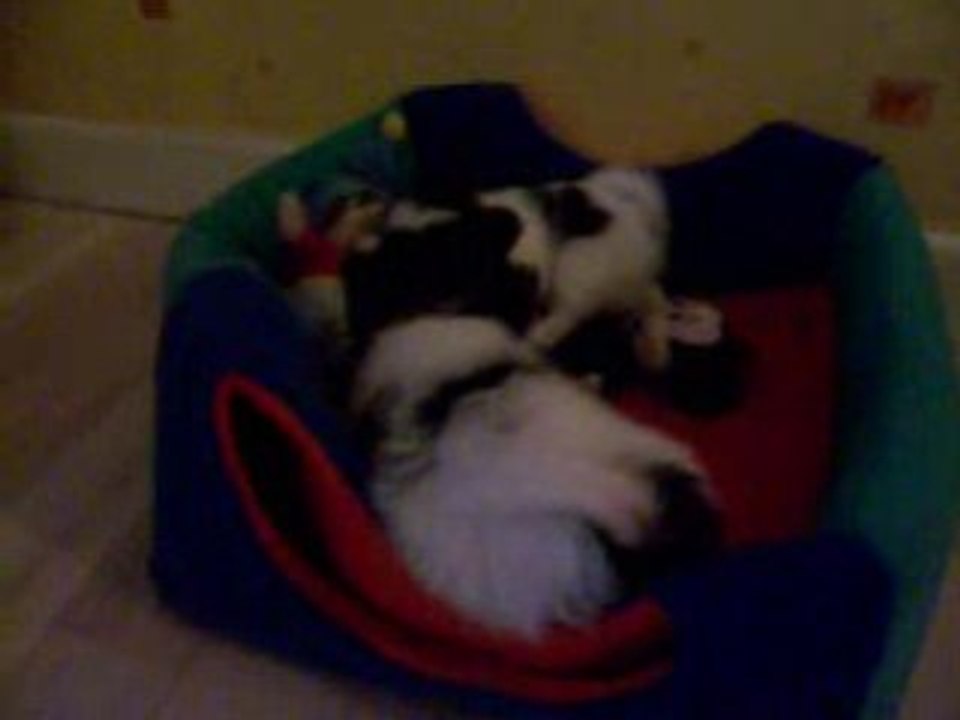 Les chiots Papillon.