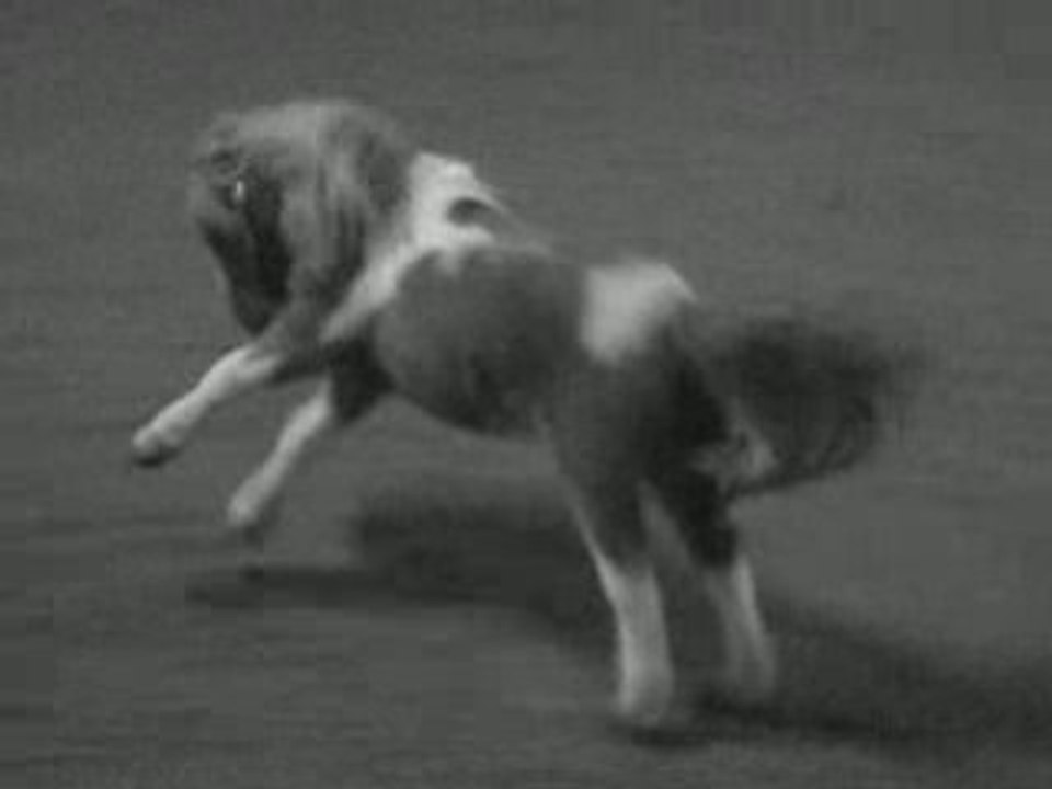 Les chevaux, toute Ma vie