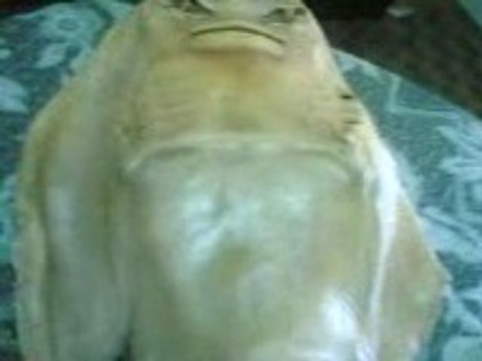 subhan´allah Meerjungfrau