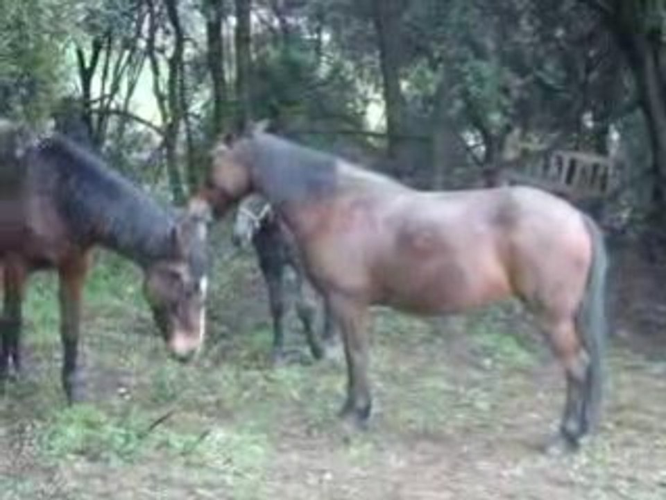 Jeux entre chevaux