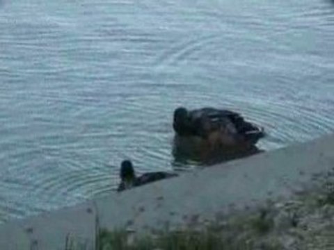 la toilette des canards colverts