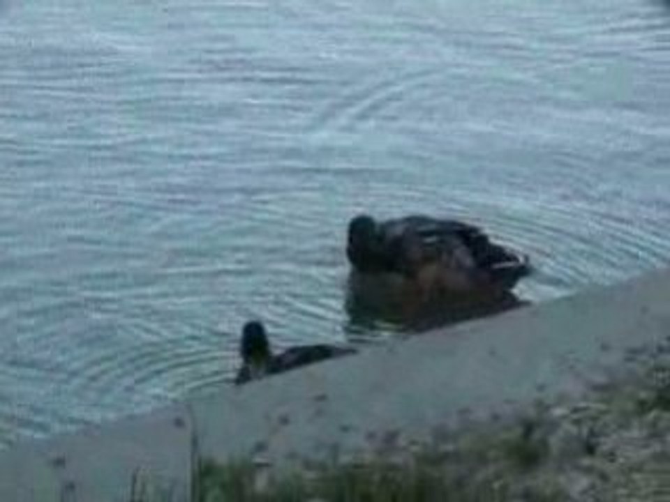 la toilette des canards colverts