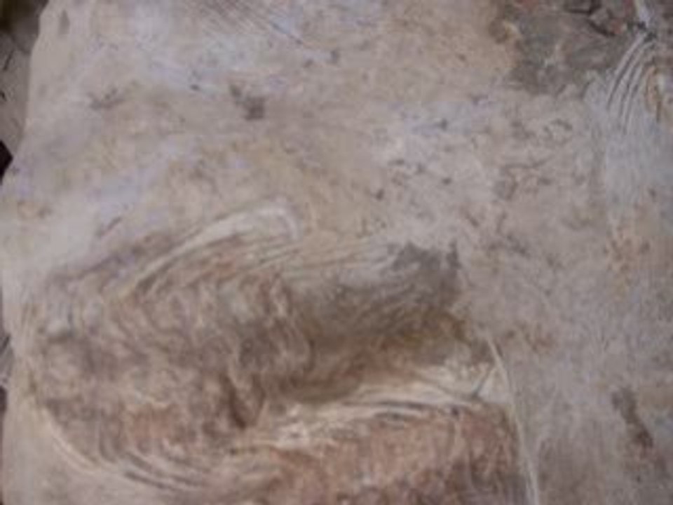 Trilobite