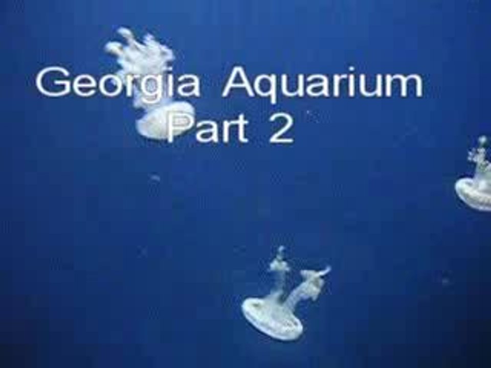 Georgia Aquarium: Part 2
