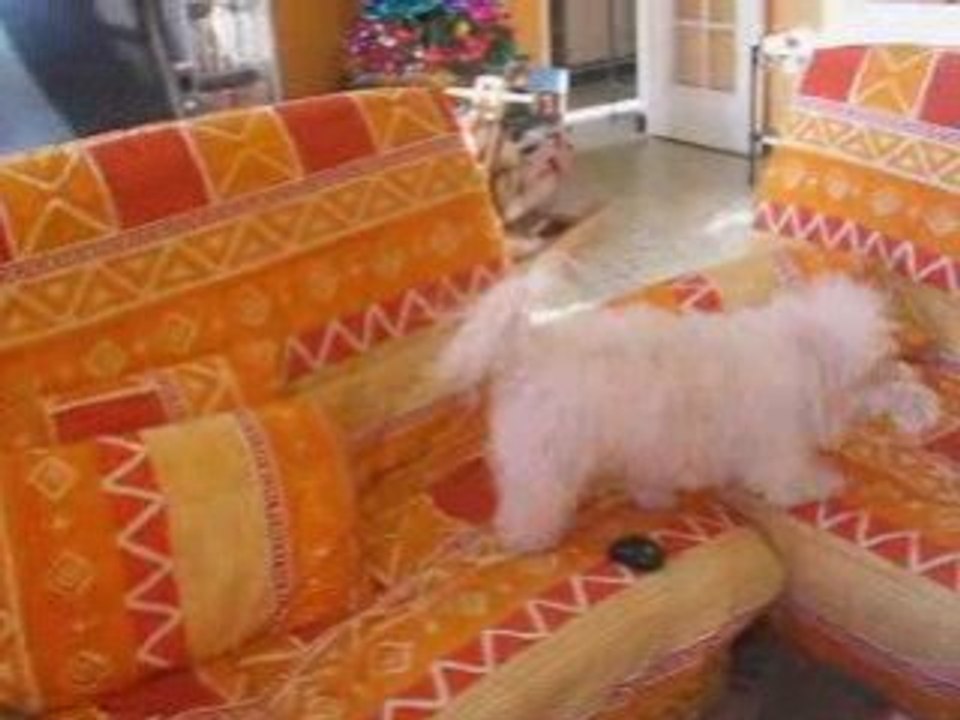 chipie
