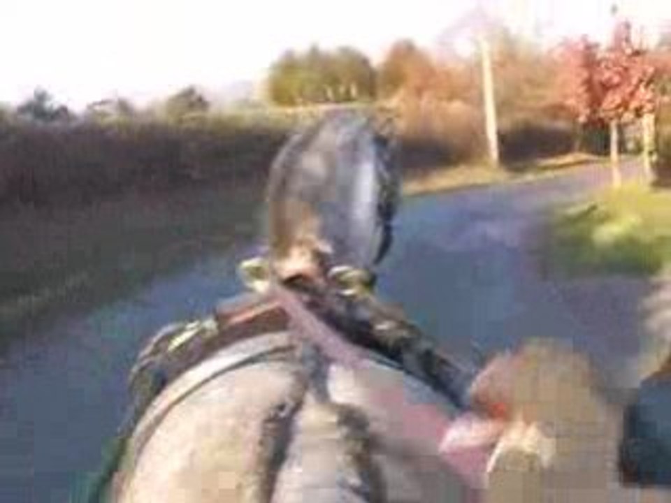 quirsh attelage trot