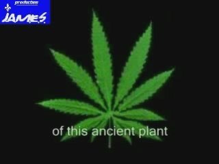 1 2 conspiration contre le cannabis (english subtitles)