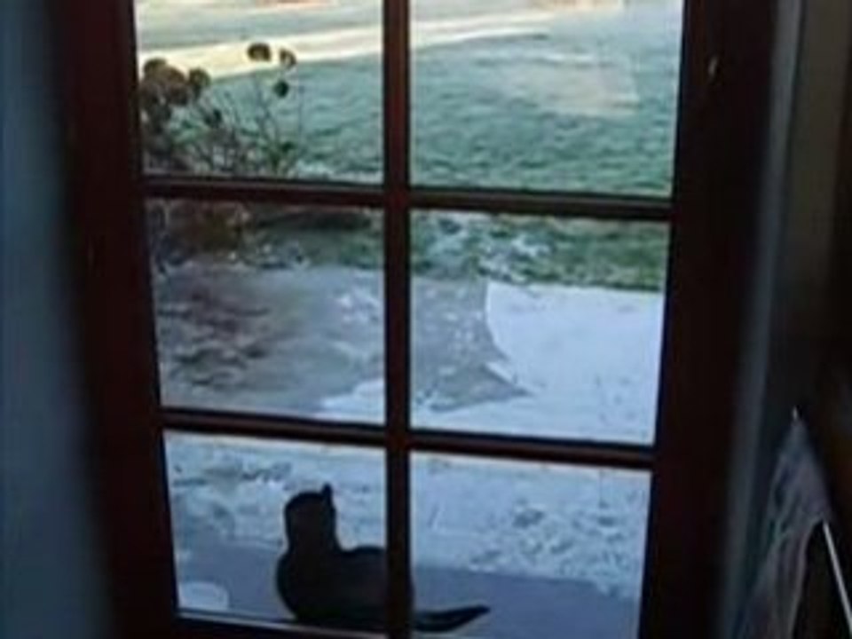 Jumping jack cat