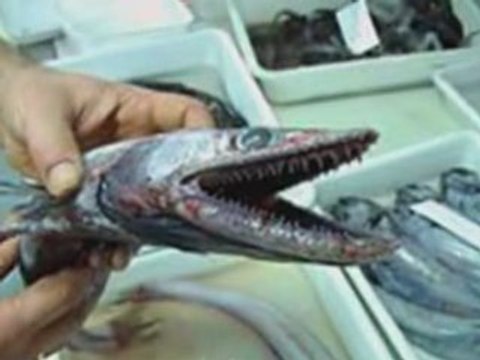 Créatures inconnues & mystèrieuses