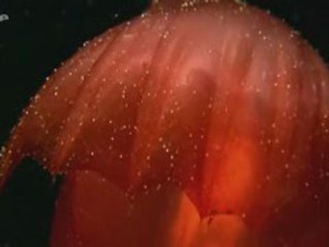 Au coeur des oceans - Les abysses 2/3