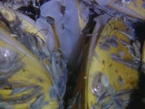 Au coeur des oceans - Les abysses 3/3