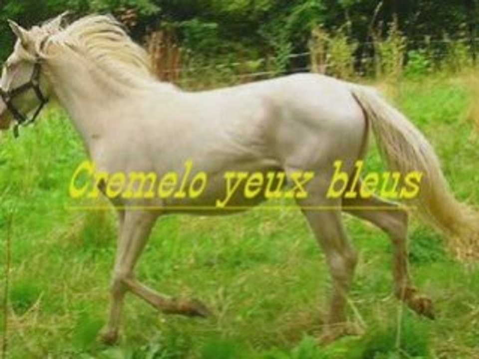 les chevaux