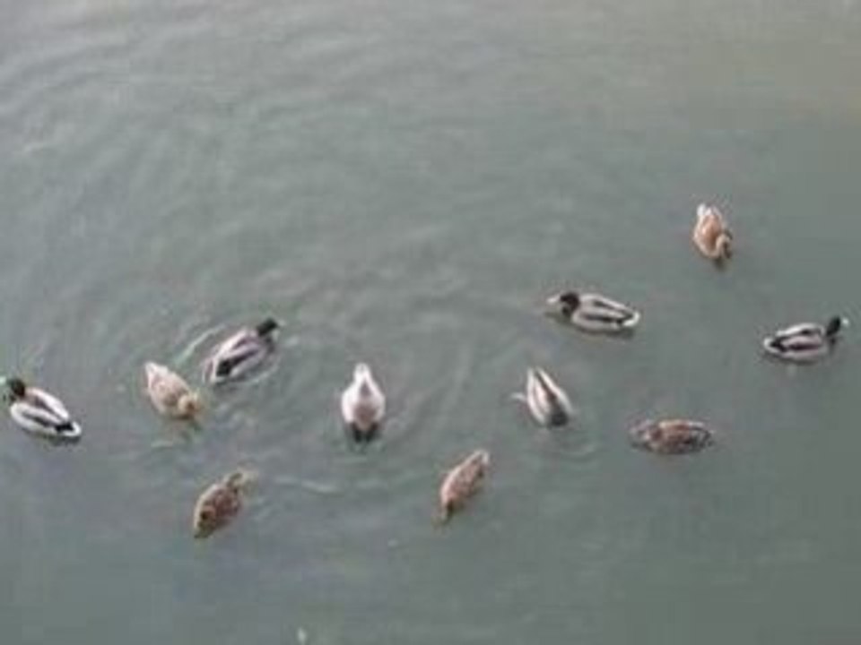 Pornic : canards