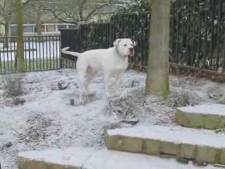 Darwin snow