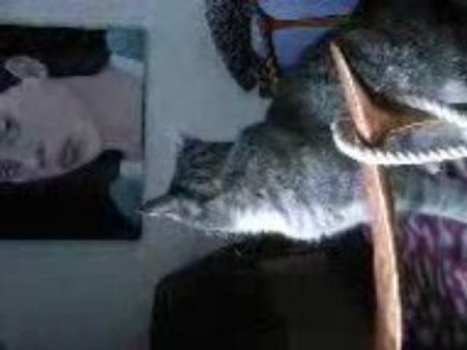 mon piti chat