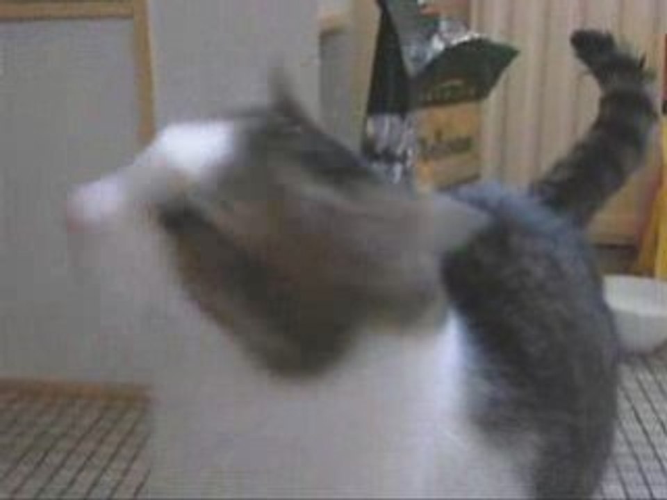 Freesbie le chat