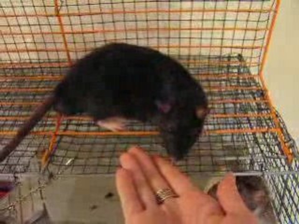 Sen'à-Rats