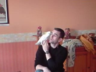 calin a un cacatoes