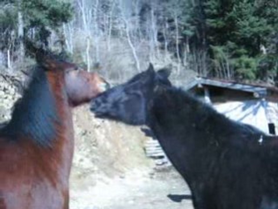 saxo et dom-tom