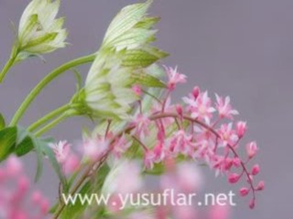 Duha Suresi Dinle Dailymotion Video