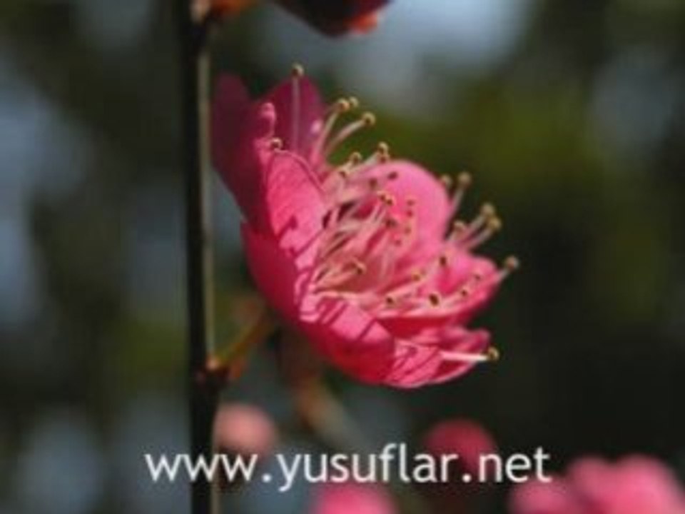 Hadid Suresi Dinle Dailymotion Video