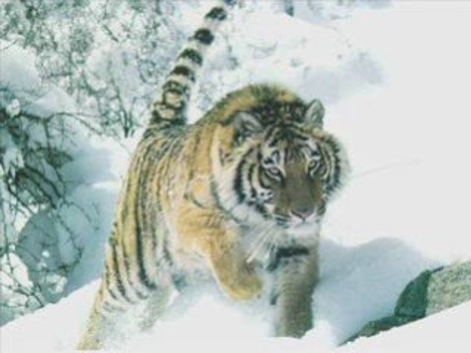 images races d'animaux