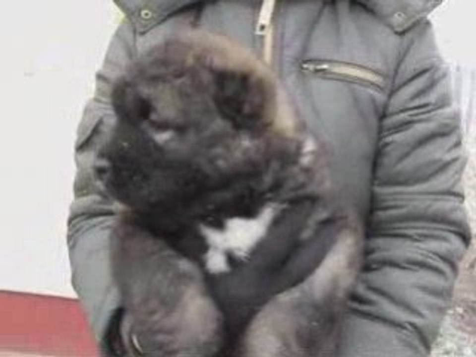 kaukázusi juhász sötét szuka 5 és fél hetes