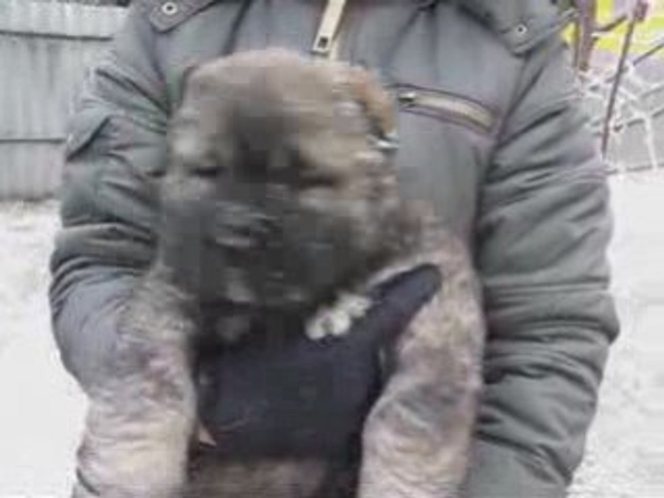 Kaukázusi juhász világos szuka 5 és fél hetes.