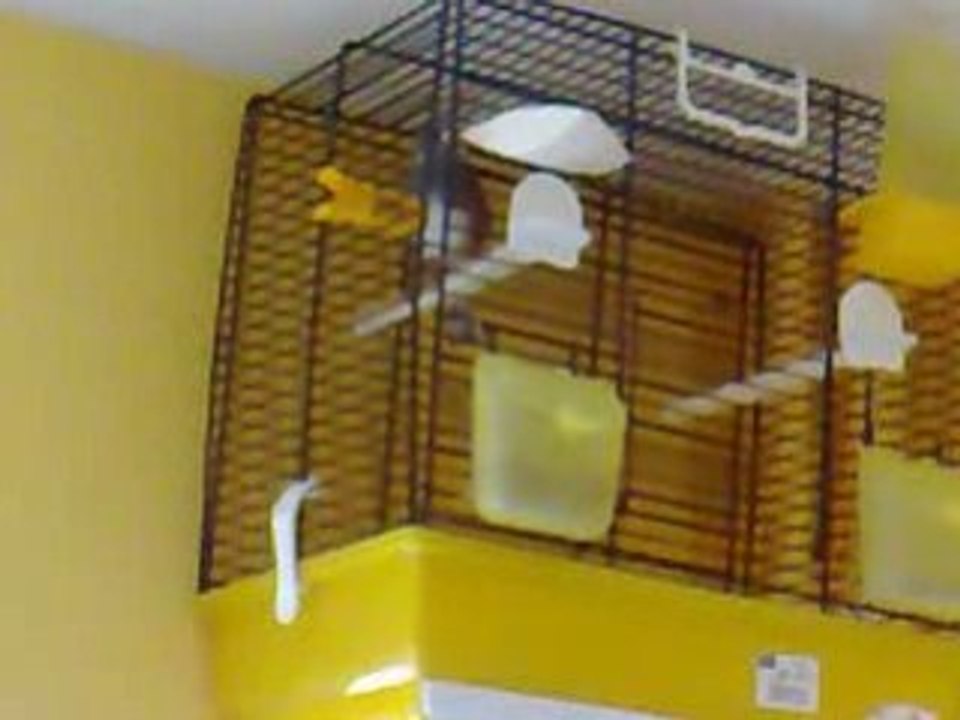 mon mulet chardonneret