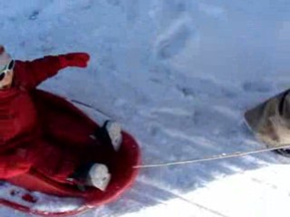 Luge