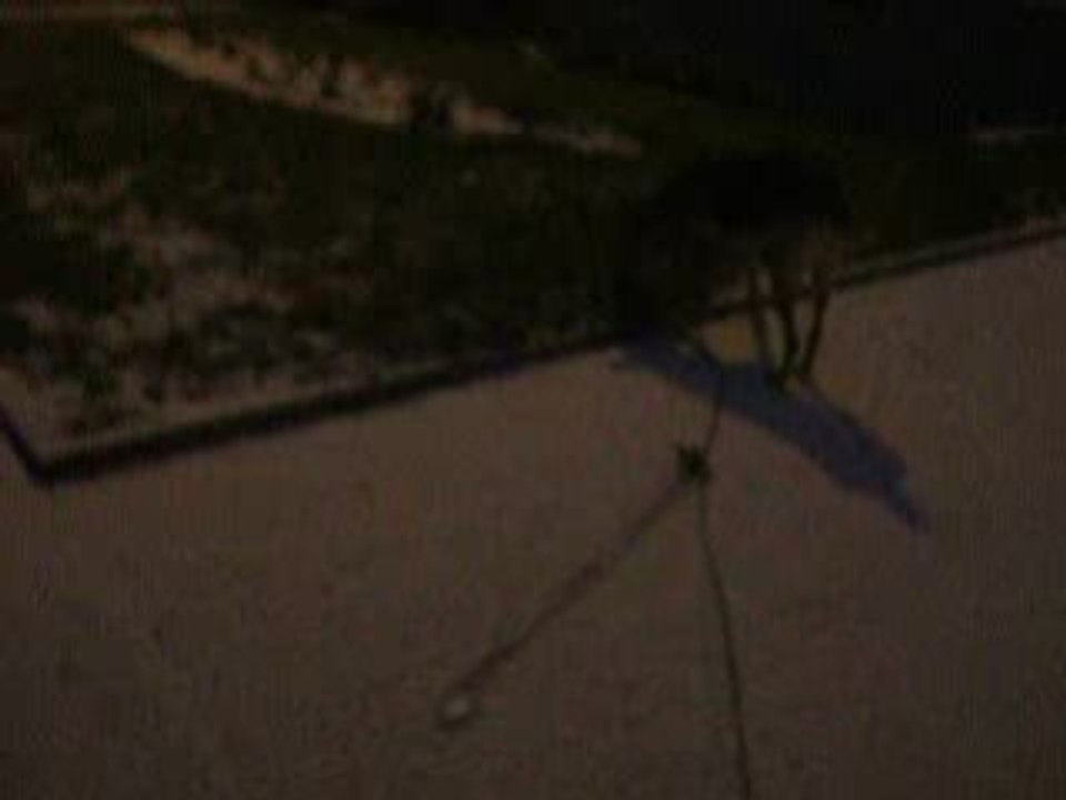 Aaya dans la neige