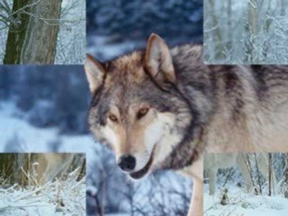 Vacances aux milieux des loups