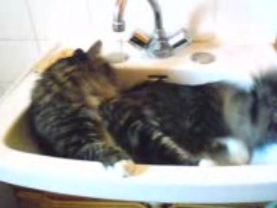 Water-Cat: le chat qui aime l'eau