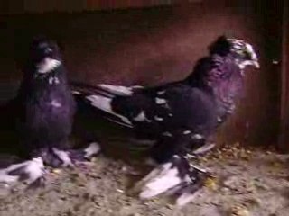 süs güvercinleri   www.guvercinurfa.com