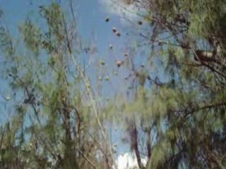 Zoizos bélié i rode, laiss a li rodé!