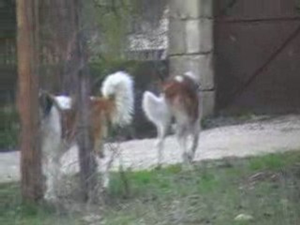 Aldo qui court court toujours