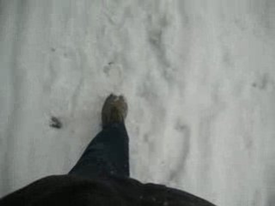 Quelques pas dans la neige