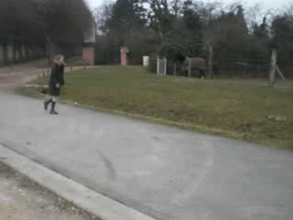 morgane