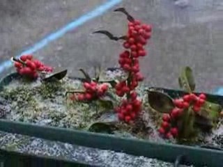 neige à Avallon 5/01