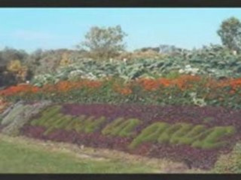 Freko dingue(continue a vivre)assos de dingos