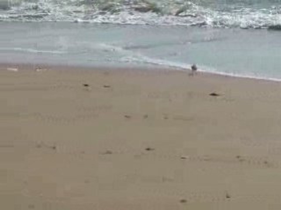 DSCF3123LES OISEAUX