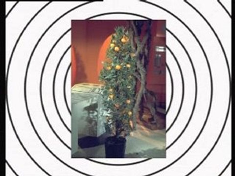 Retour dans le cosmos, sujet sur cosmos 1999