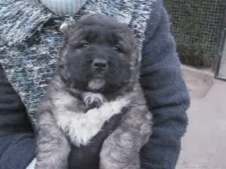 kaukázusi juhász 5 és fél hetes fehér jegyes kan